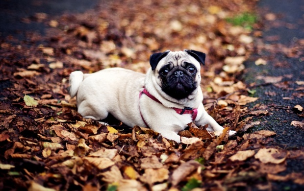 Pug Dog Fall Leaves
