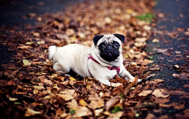 Pug Dog Sitting In Autumn Leaves