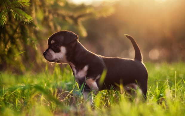 Puppy At Morning Grass