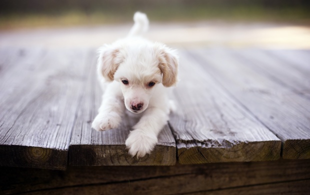 Puppy Dog On Bridge