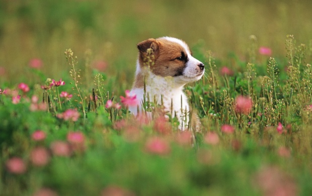 Puppy Dog On Flower Grass Field