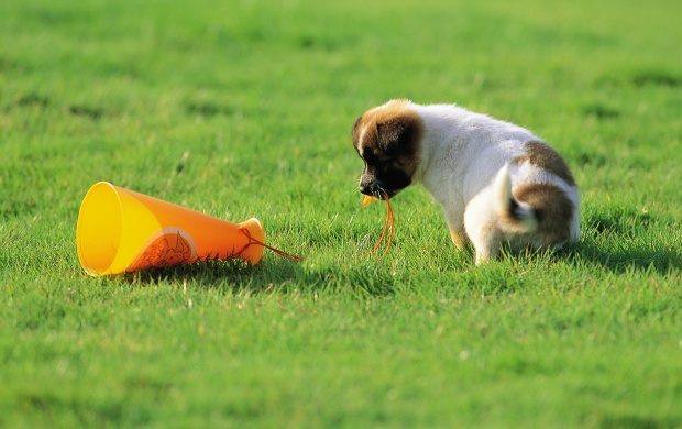 Puppy Dog Playing In Grass