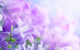 Purple Spring Flower (click to view)