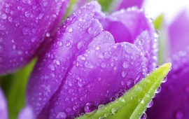 Purple Tulips (click to view)