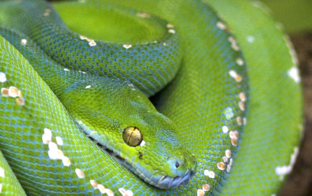 Python Scales Green Branch Snake
