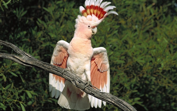 Queen Parrot