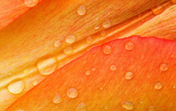 Rain Drops on Orange Leaf