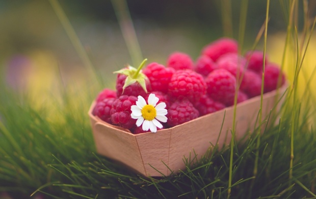 Raspberries Berry Daisy Flower