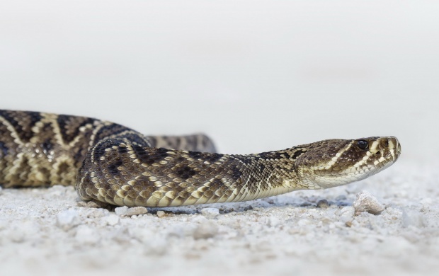 Rattler Snake On Sand