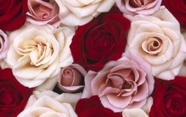 Red and white roses (click to view)