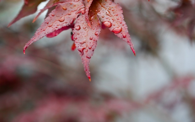 Red Autumn Leaves On Drops