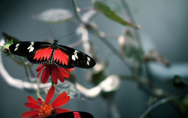 Red Beautiful Butterfly