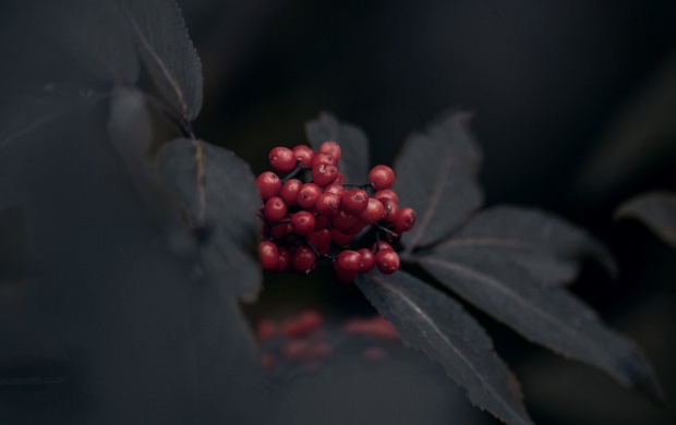 Red Berries And Black Leaves