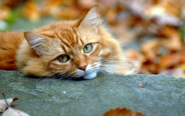 Red Cat Sleep On Autumn