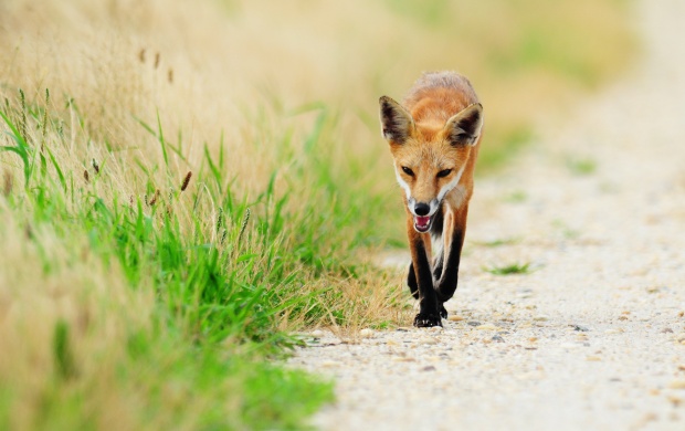 Red Fox Walk