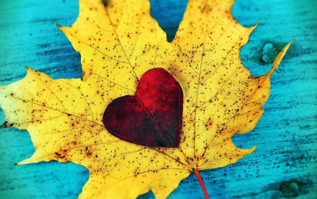 Red Heart On Autumn Leaf