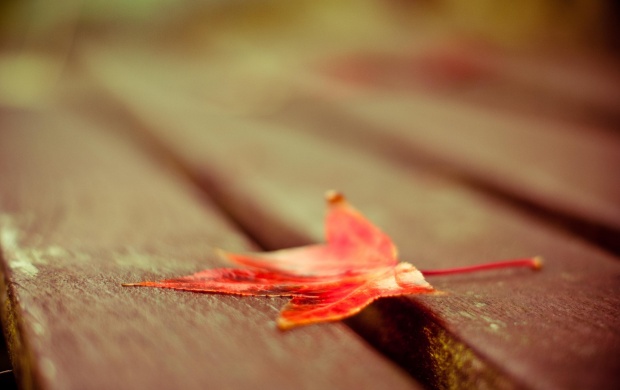 Red Leaf On Wood Deck