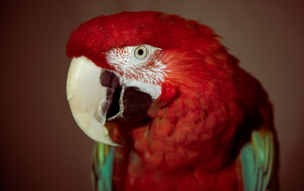 Red Parrot Bird