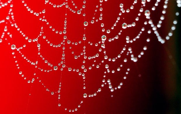 Red Spider Web In Water Drops