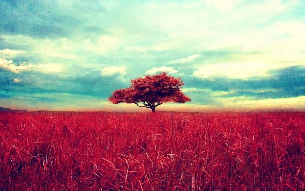 Red Tree On Red Field