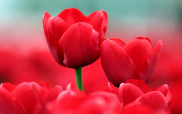 Red Tulips Close-Up