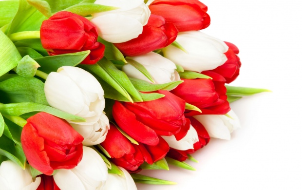 Red White Tulip Bud Flowers