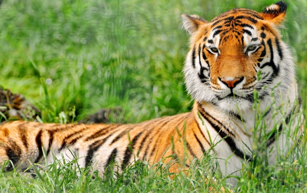 Relaxed Tiger In The Grass