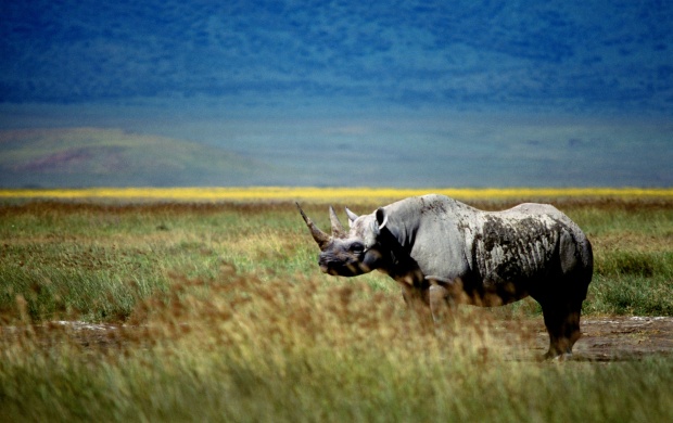 Rhinoceros In A Grass Field