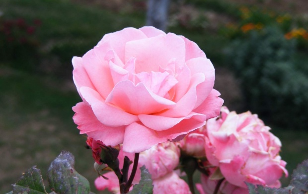 Rose Beautiful