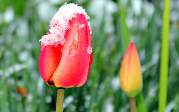 Rosebuds On Snow