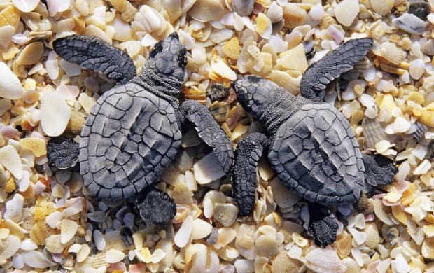 Sea Little Turtles