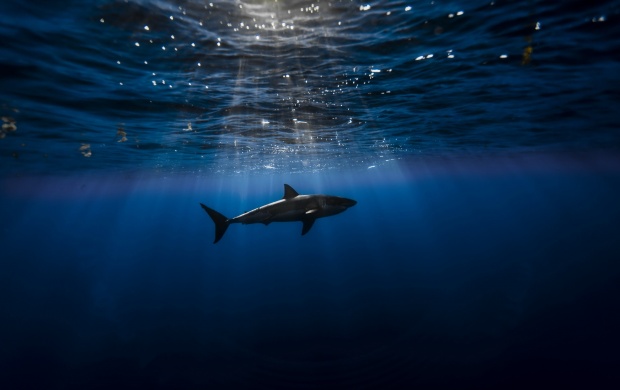 Sharks Inside Underwater