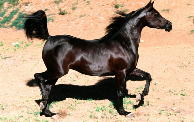 Shiny Black Horse