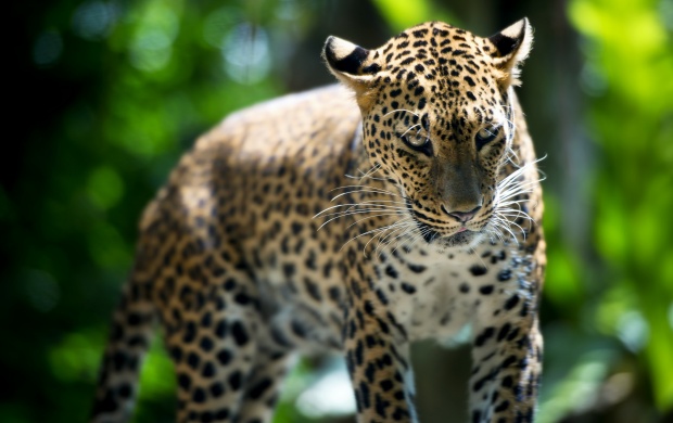 Singapore Zoo Leopard