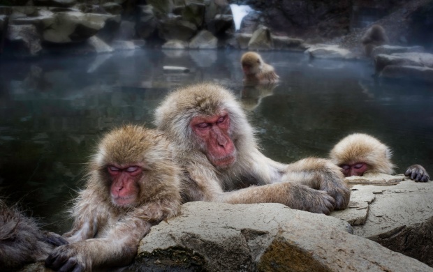 Sleeping Snow Monkeys