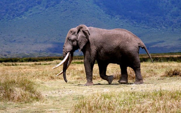 Slon Elephant
