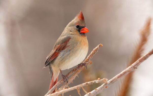 Small Bird With Red Beak