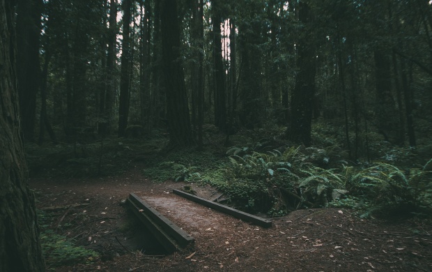 Small Bridge in Dark Forest