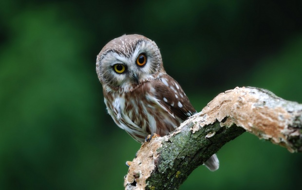 Small Owl on Branch