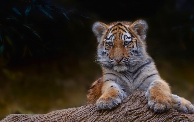 Small Tiger Sitting At Tree Branch