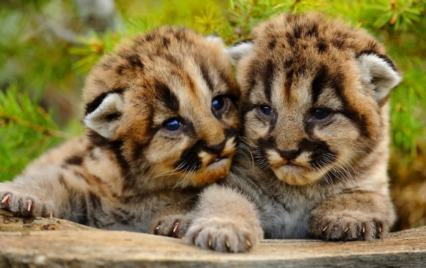 Small Two Cougar Baby