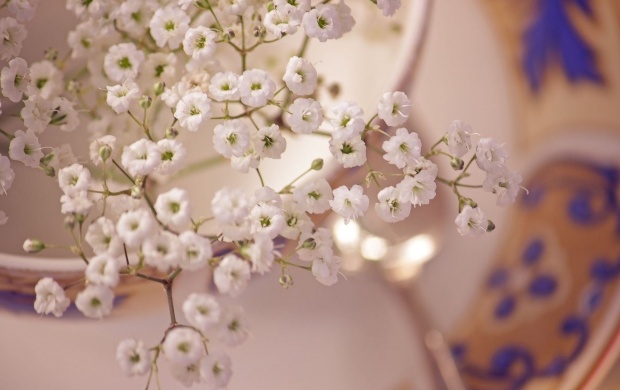Small White Blossom Flowers