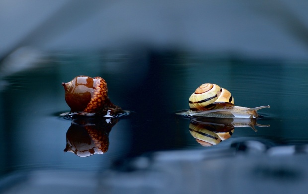 Snail And Acorn Reflection In Water