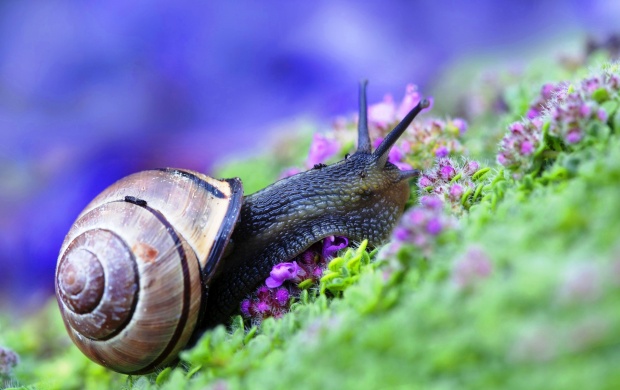 Snail At Grass And Purple Flowers