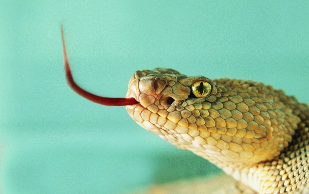 Snake Red Tongue