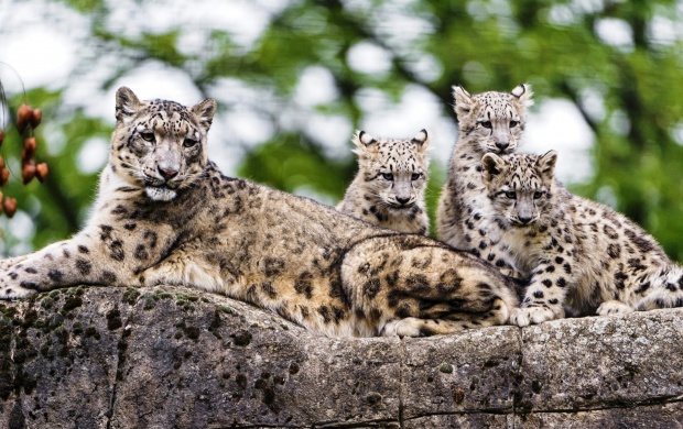 Snow Leopard Kids
