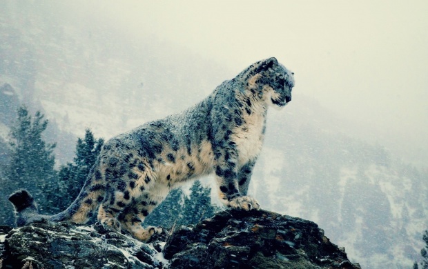 Snow Leopard On Mountains