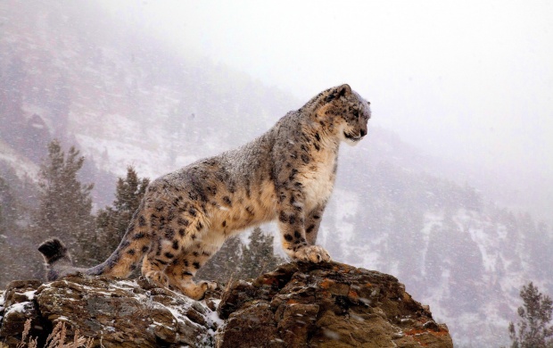 Snow Leopard Standing On Rock