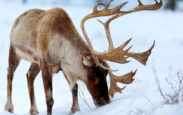 Snow Red Deer Eating Grass