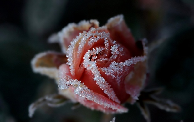 Snow Rose Flower